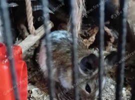 Degu pups