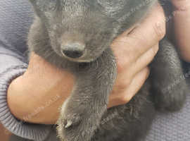 Arctic/Polar Fox