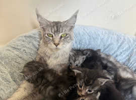 Pedigree xl size Maine coon kittens
