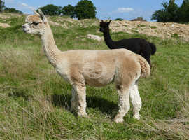 A very pretty group of 4 companion females - group of 4 £1,700 + VAT