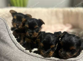 4 beautiful mini Yorkshire terrier girls
