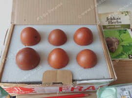 French Copper Maran Fertile Hatching Eggs