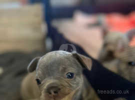 Beautiful little of KC registered French Bulldogs
