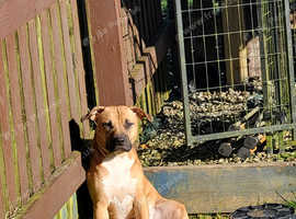 Staffy x boxer