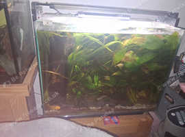 80 litre planted tank