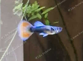 Male and female guppies