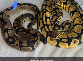 Pair of het dreamc