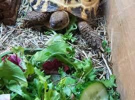 Russian tortoise and full set up