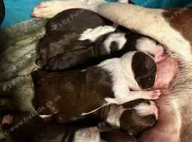 Boston terriers
