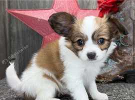 Papillon Pupps Aavailable