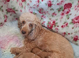 Beautiful toy poodle babies