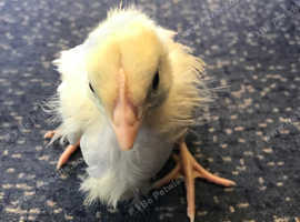 White star female chicks £25 each or 5 for £100 london based.