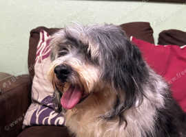 Havanese Male Adult