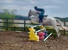 Connemara X mare 15hh