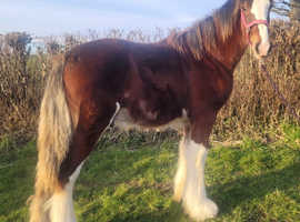 CUMERAGH HOUSE BUDDY BOY - REGISTERED SHIRE GELDING