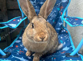 Belgium hare