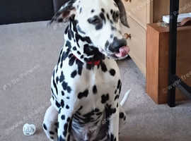 ***STUNNING*** 7 MONTH OLD DALMATIAN