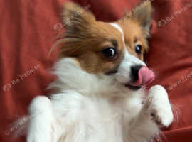 POMERANIAN X PAPILLON FOR SALE