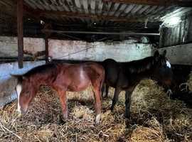 Well bred Yearling filly