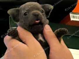 Chihuahua x French bull dog ( French bullhuahua)