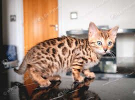 BEAUTIFUL BENGAL KITTENS READY FOR REHOME