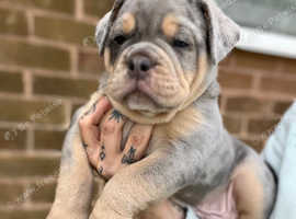 Old English Bulldog fluffy carrier