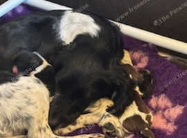 2 KC REG English Springer Spaniel Bitch Puppies