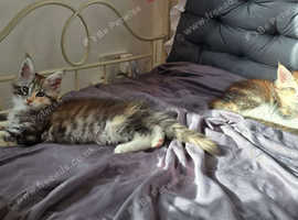 Two Pedigree Calico Maine Coon Girls