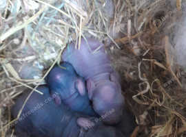 True netherland dwarfs