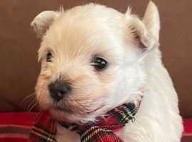 West highland terrier pups