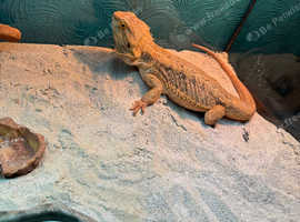 Female bearded dragon