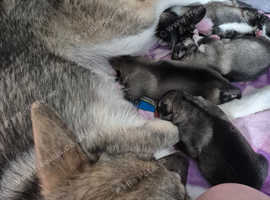 I male saloos husky mix