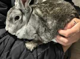 Rex female for sale