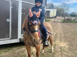 Pony club loving home awaits