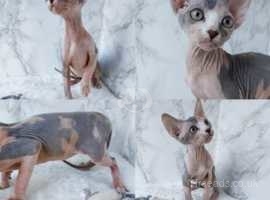 Ready to leave Tica registered sphynx for sale