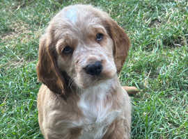 Clumber x Cocker puppies for sale