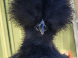 BEAUTIFUL SILKIE CHICKENS FOR SALE