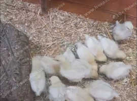 Female chickens