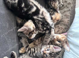 Beautiful bengal kittens
