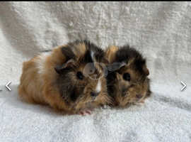 Gorgeous Baby Female Guinea Pigs Available