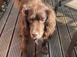 Male cocker for sale