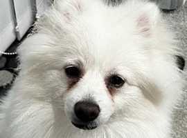 White male Pomeranian