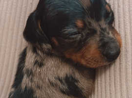 4 Dachshund puppies for sale 2 x dapple 2 x black