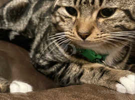 14 month old, Tabby male cat to rehome