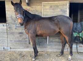 Sweet 15.3 thoroughbred mare