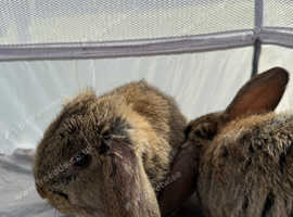 Adorable 8-Week-Old Holland Lop Bunnies - Ready for a Loving Home!