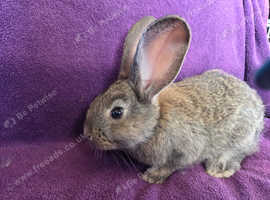Continental Giant rabbits