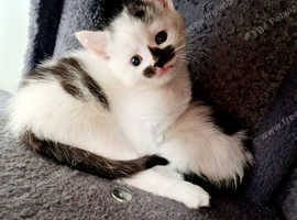 4 beautiful part siamese kittens