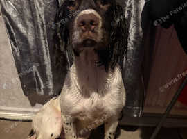 Springer spaniel
