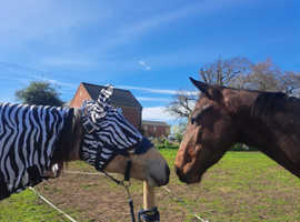 Wanted privet yard with 4stables to rent for very well behaved pony's and horse on Woodbridge/Ipswich area